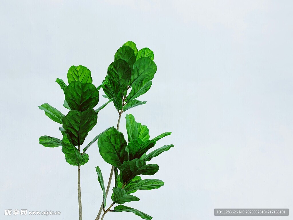 清新绿叶植物特写