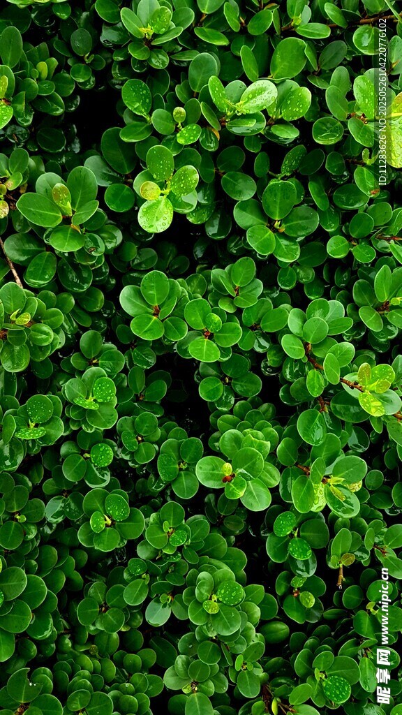 翠绿繁茂的三叶草植物