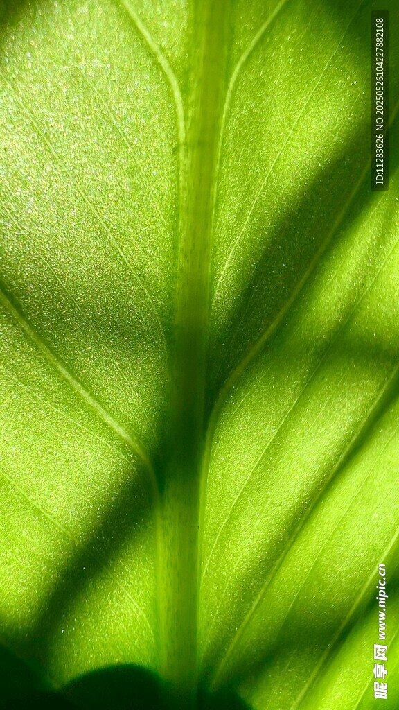 翠绿叶片的光影细节