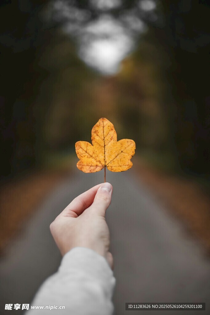 手持秋叶于林间小道