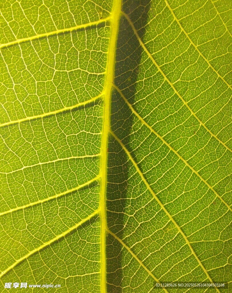 叶脉特写
