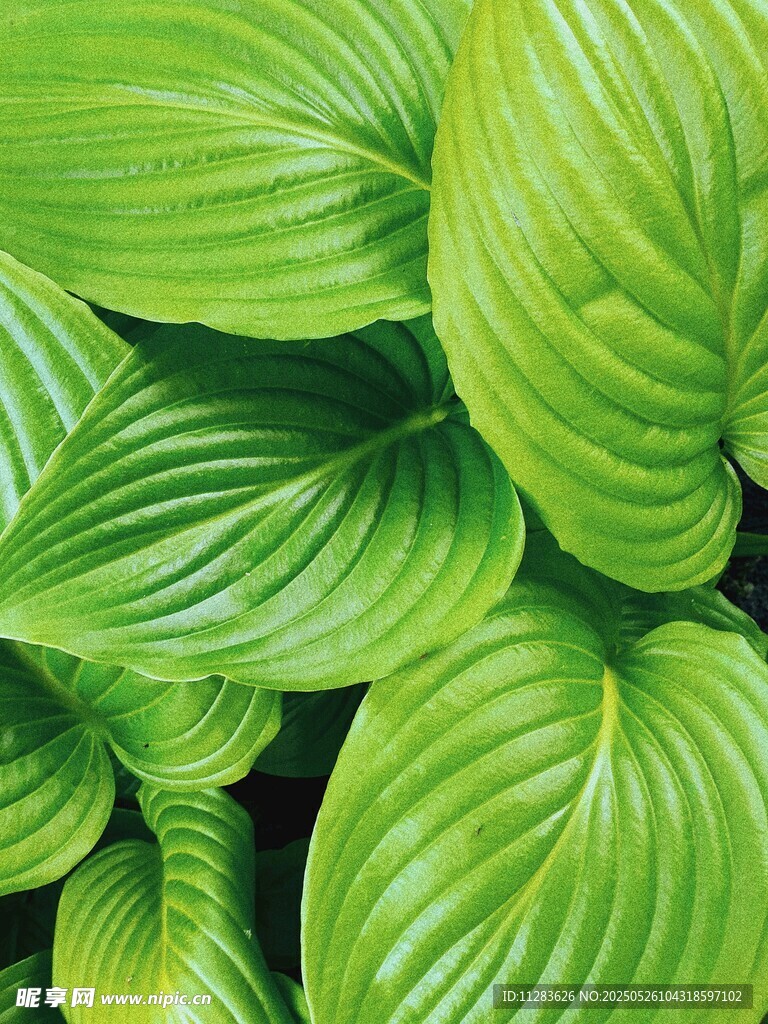 翠绿玉簪叶