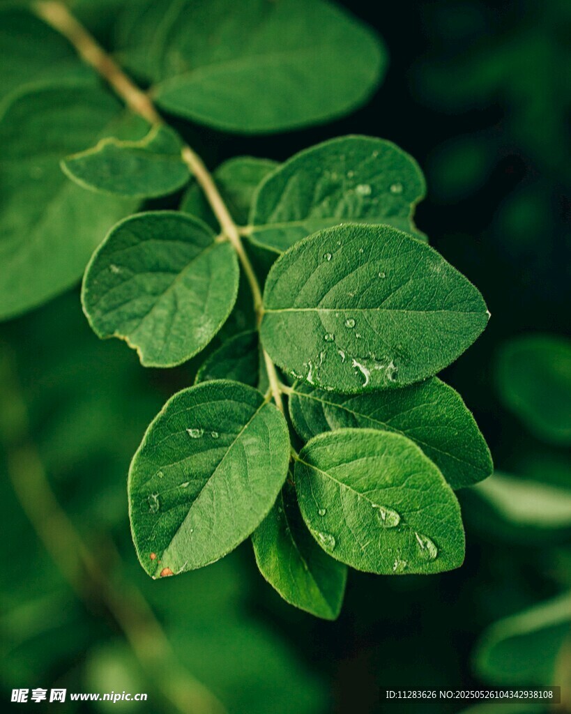 翠绿叶片上的晶莹水珠
