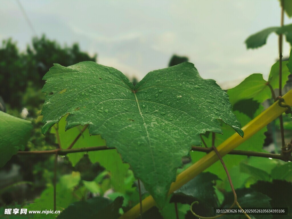 心形绿叶特写