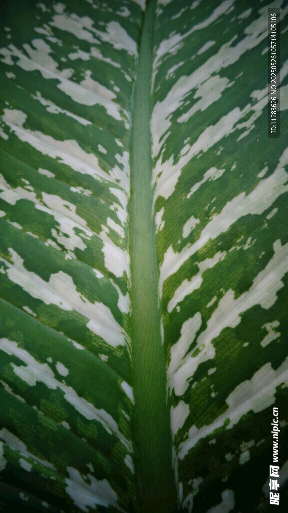 独特斑纹的绿色植物叶片