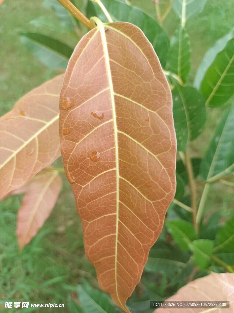 棕黄叶片特写
