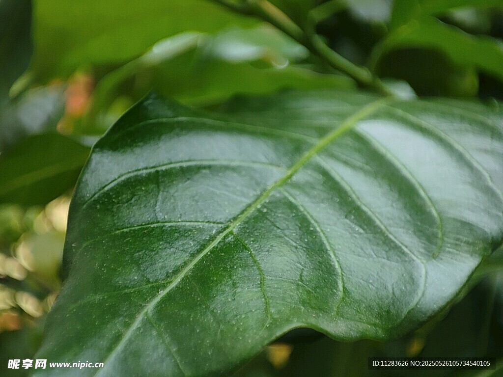 翠绿叶片特写