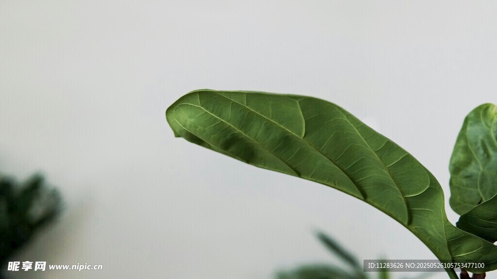 翠绿叶片特写
