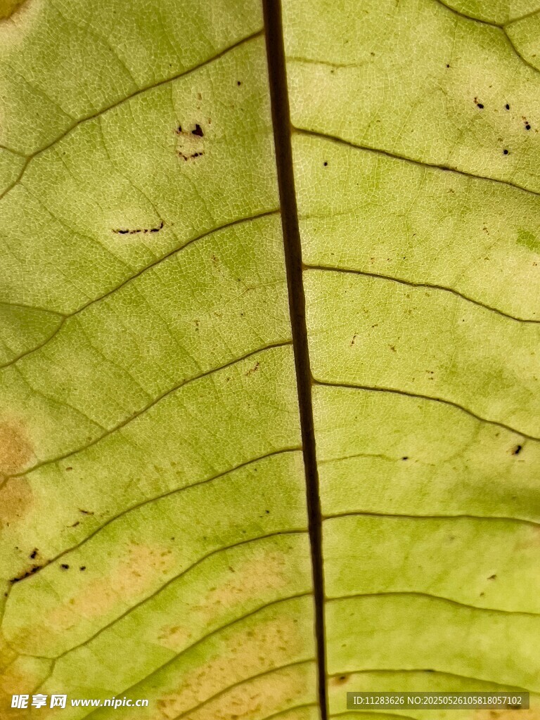 叶脉特写