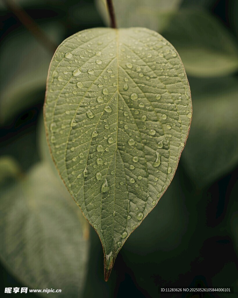带水珠的翠绿叶片