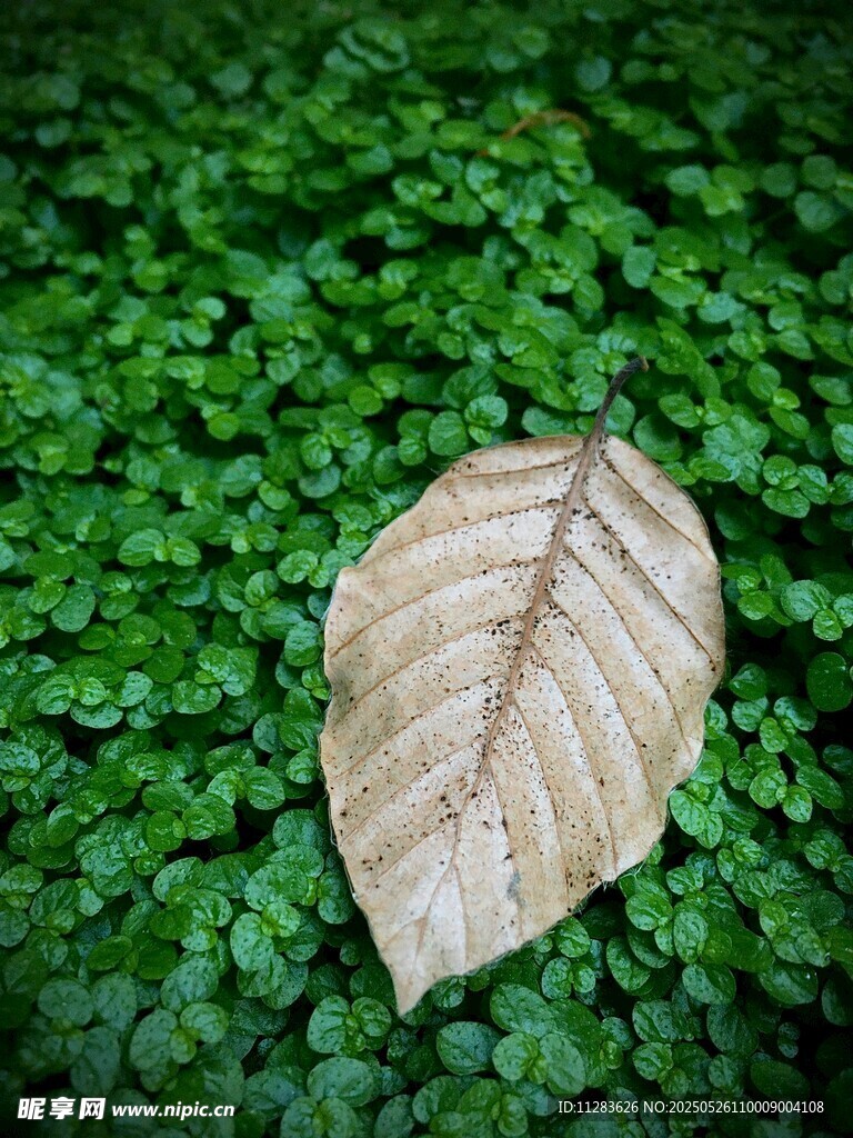 枯叶卧于翠绿植物之上