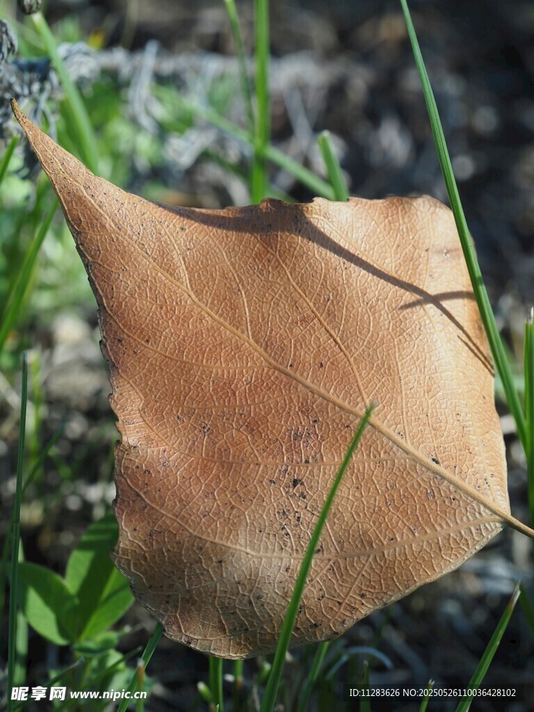 枯黄叶片于草丛中