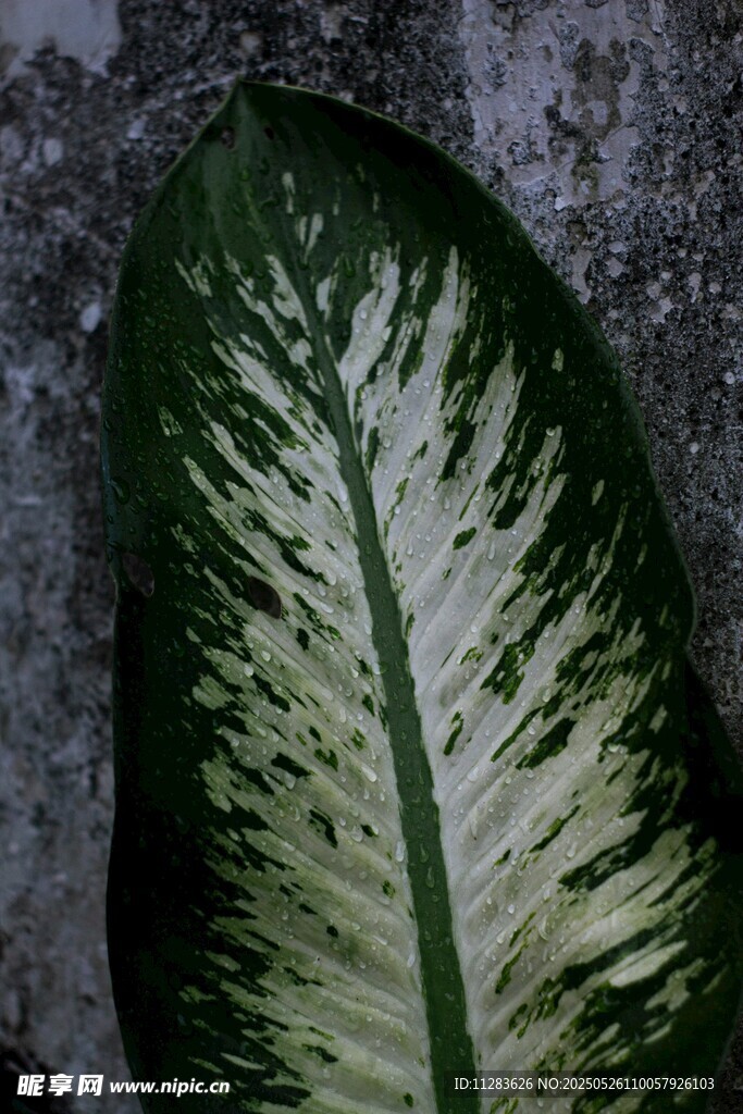 独特斑纹的绿植叶片