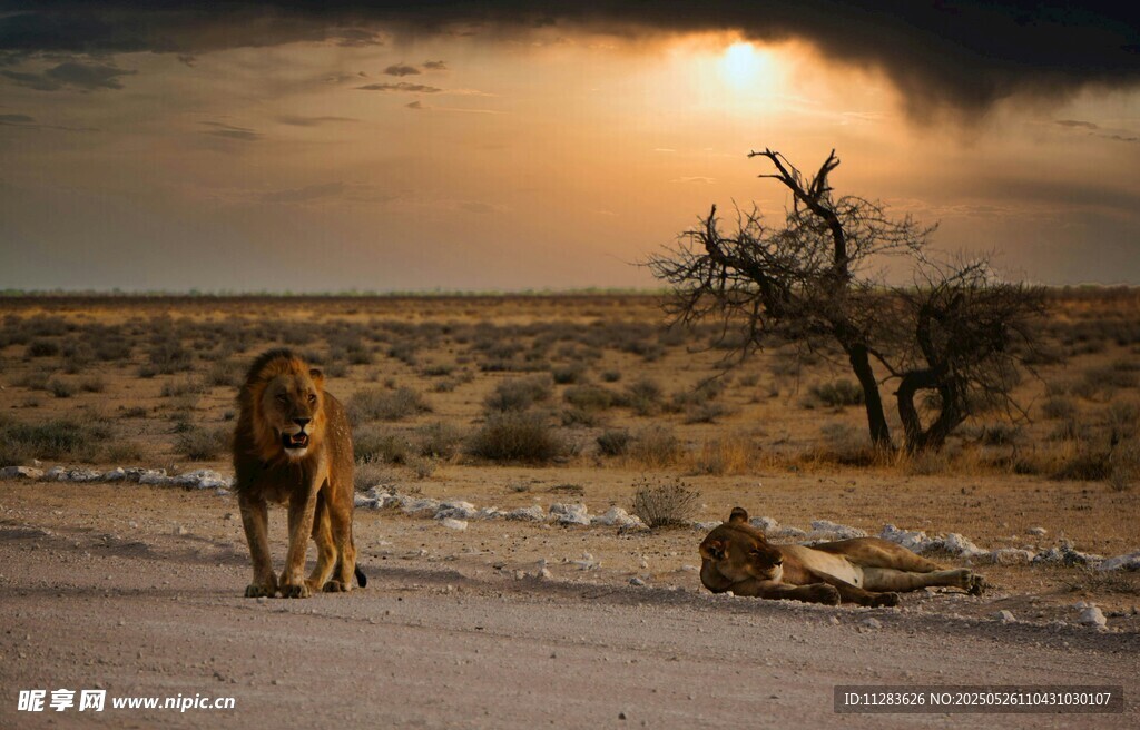 夕阳下独行的沙漠狮子