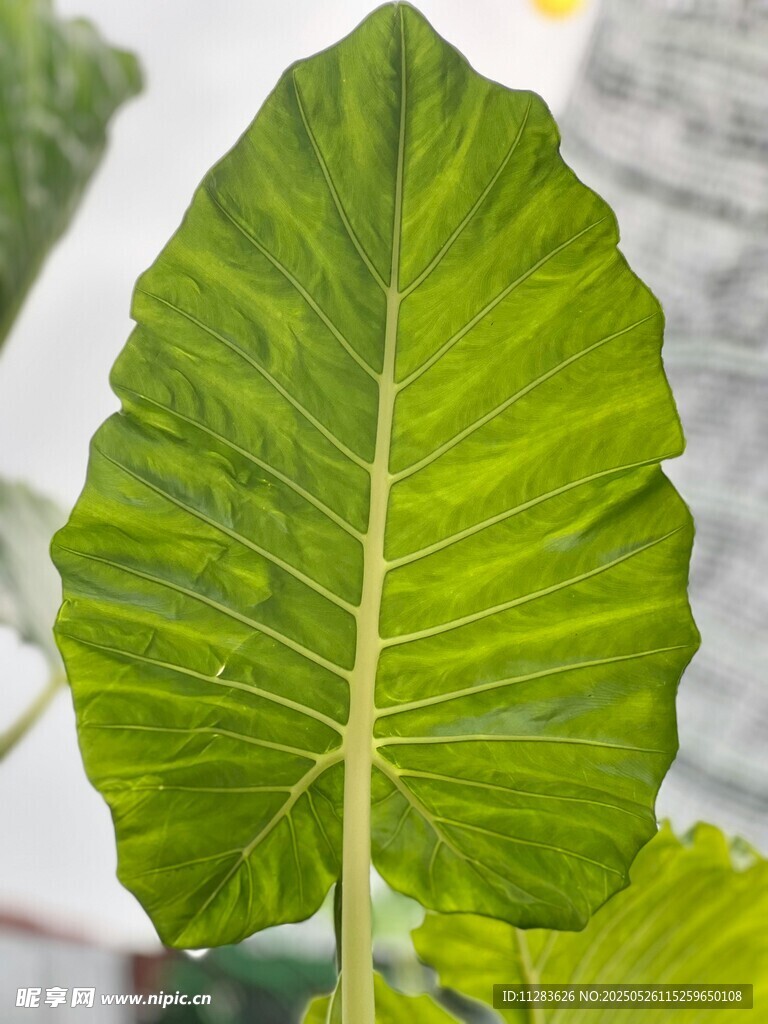 翠绿宽大的芋类植物叶片