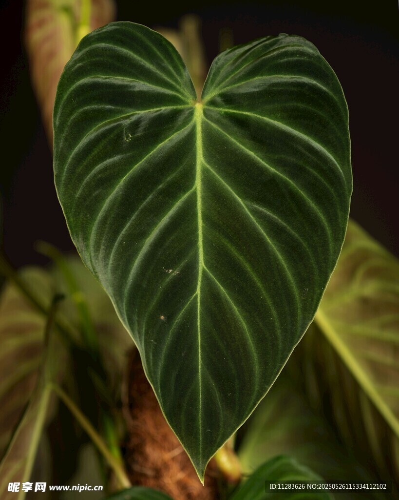 心形绿植特写