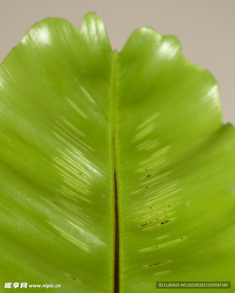 翠绿叶片特写