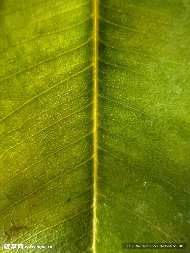 翠绿叶片纹理特写