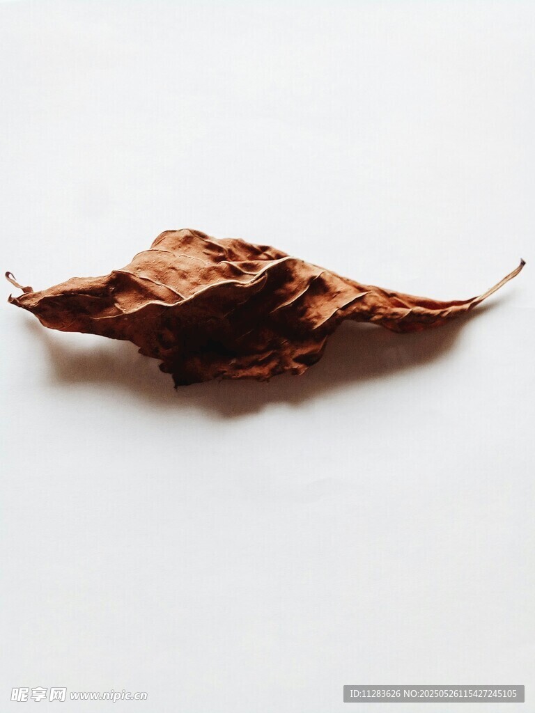 枯黄落叶特写