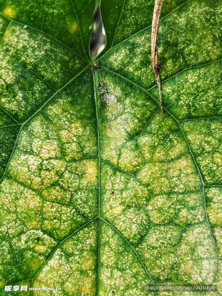 翠绿叶片的微观纹理细节