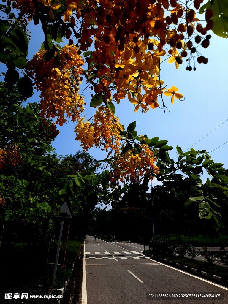 秋日林荫路美景