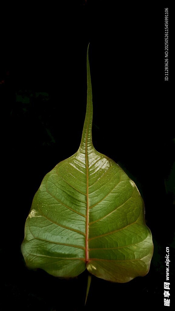 独特形状的绿色植物叶片
