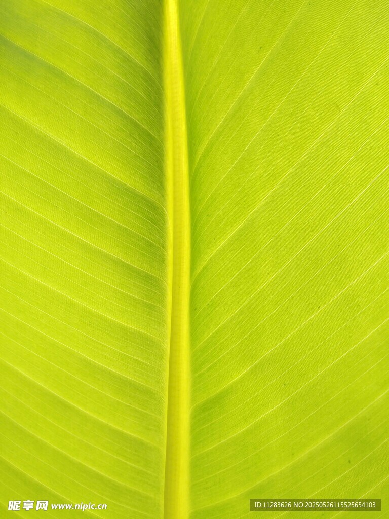 翠绿叶片特写