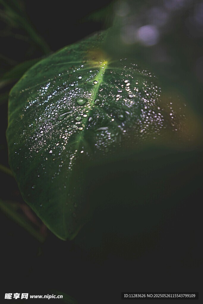带水珠的翠绿叶片
