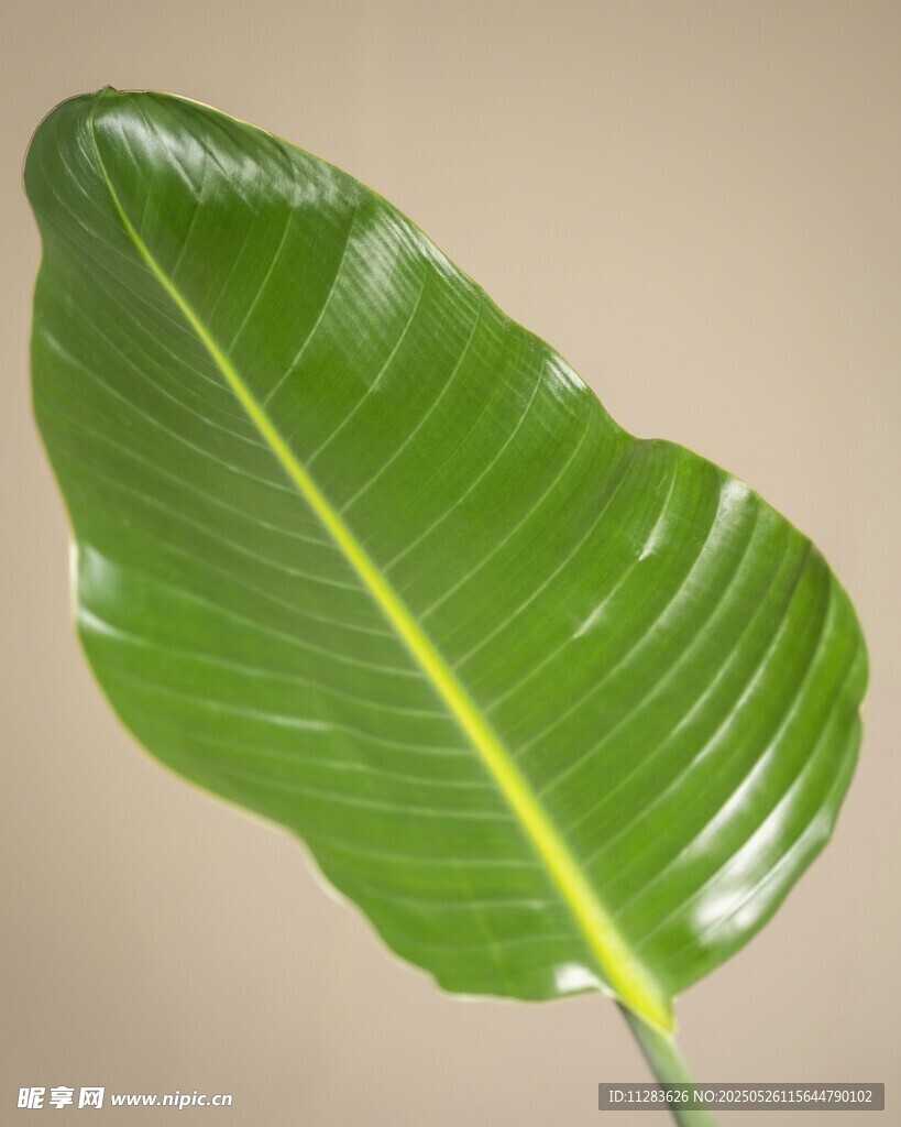 单片翠绿芭蕉叶特写