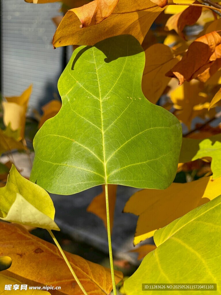 秋日斑斓树叶特写