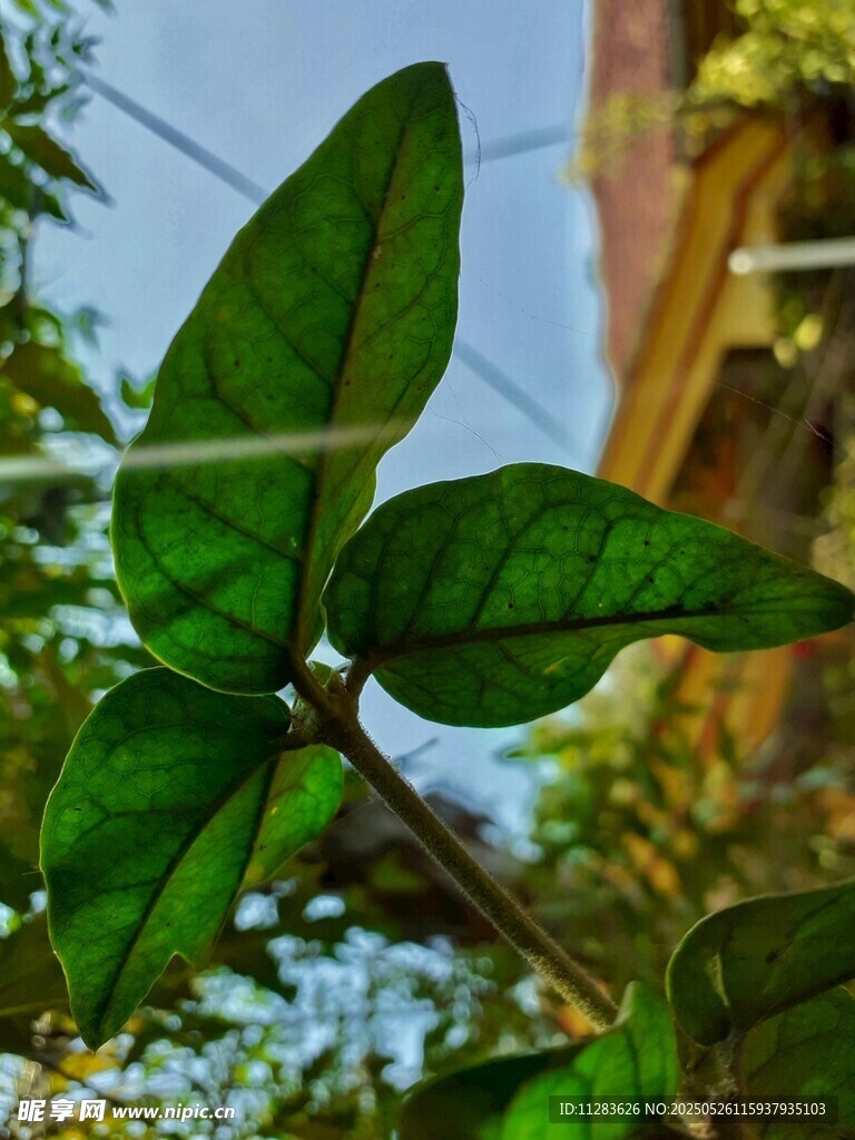 翠绿叶片生机盎然