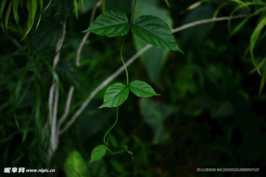 茂密丛林中的翠绿枝叶