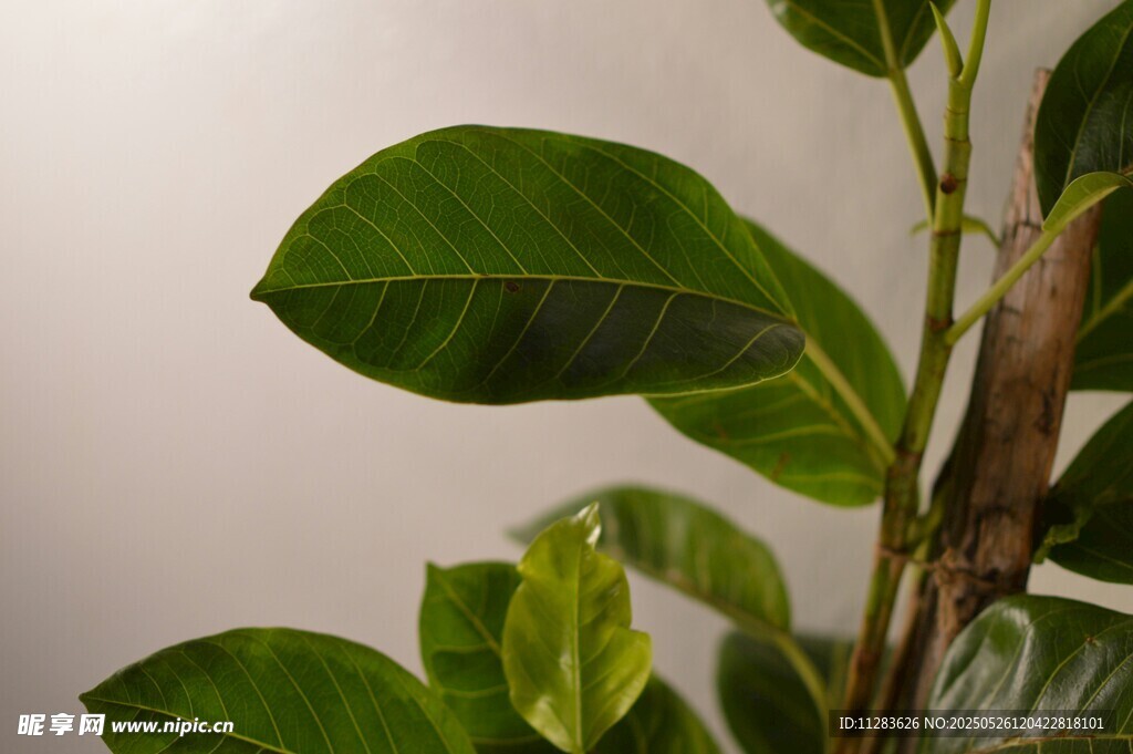 绿叶植物特写