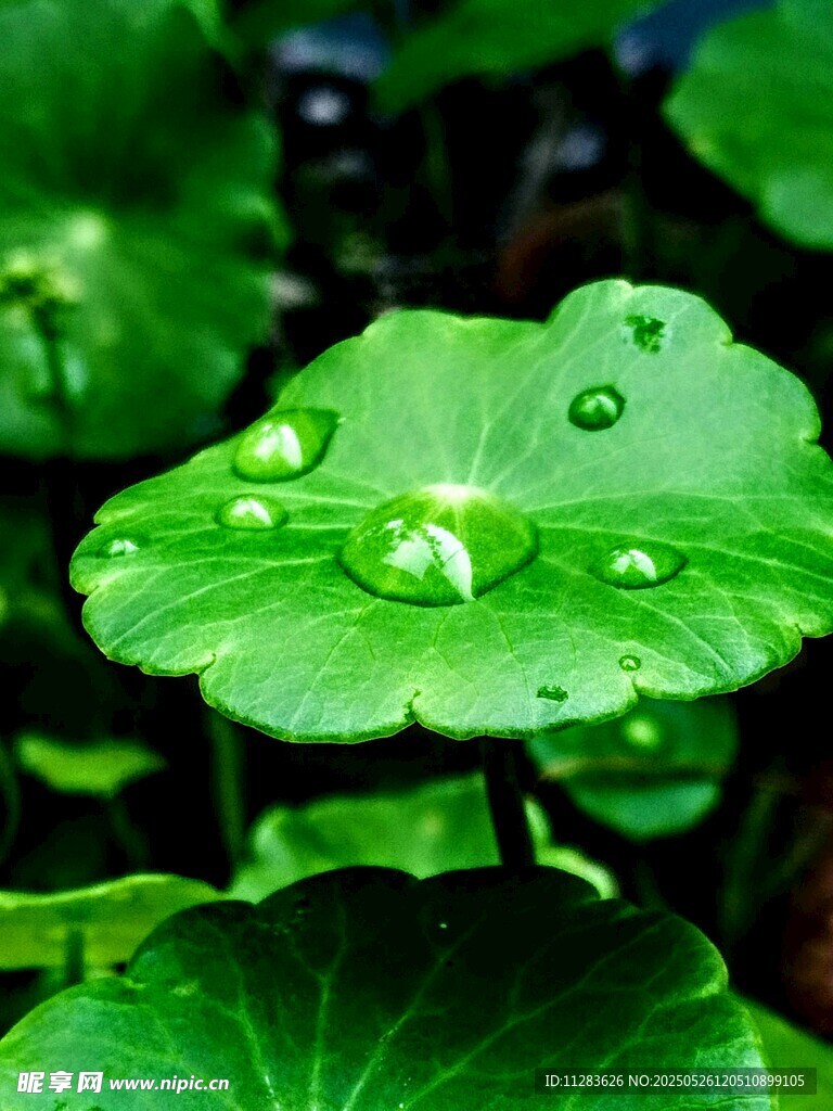 绿叶上的晶莹水珠