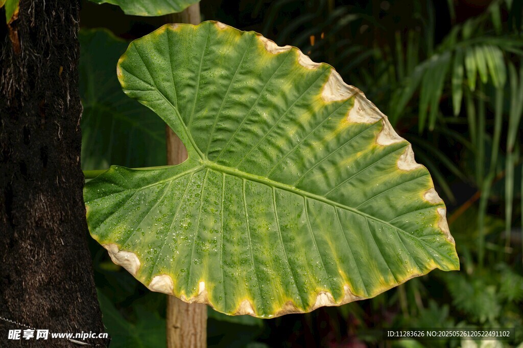 心形绿叶植物特写