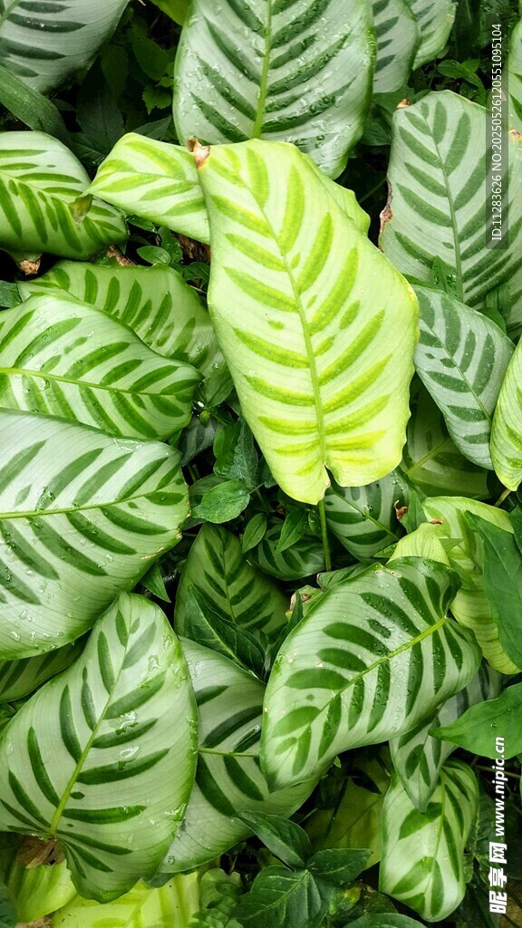 条纹绿叶植物特写