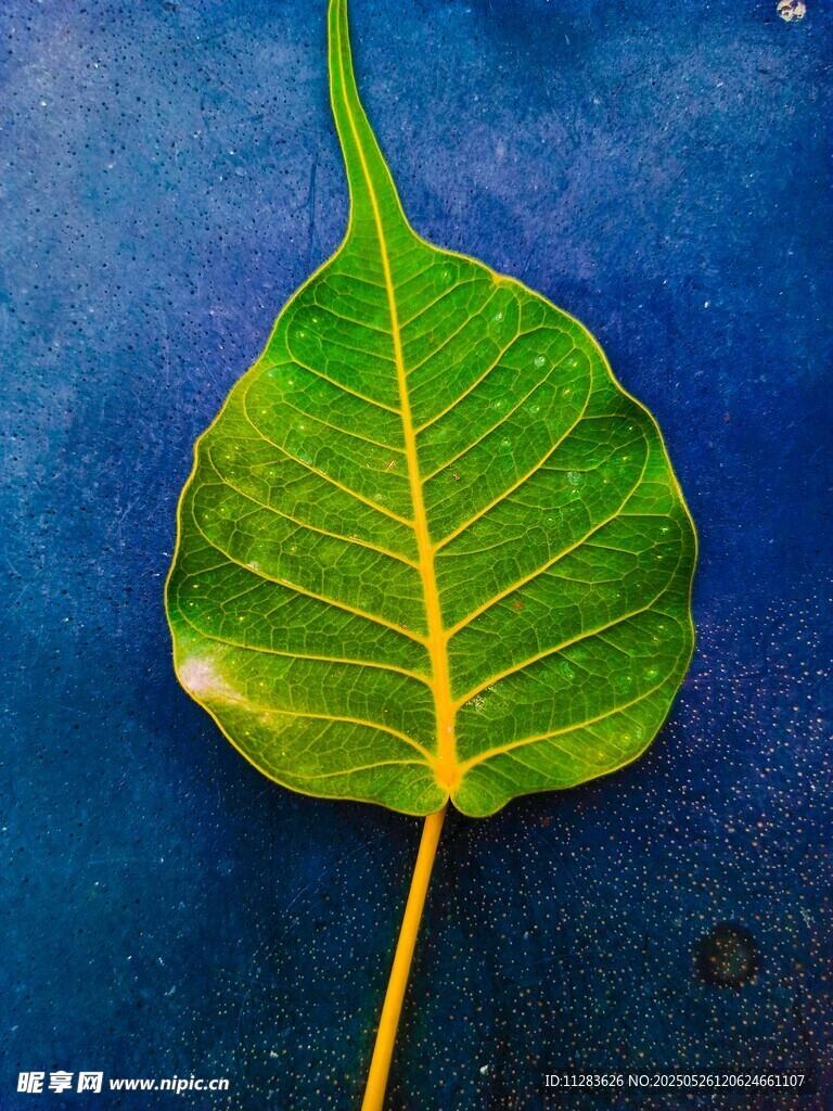 蓝底菩提叶特写