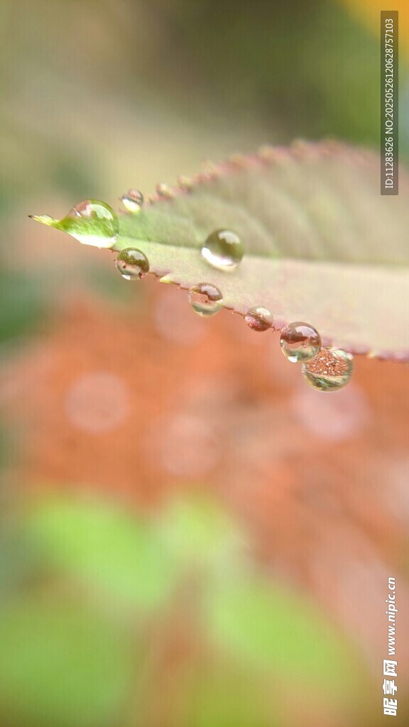 叶片上晶莹的水珠