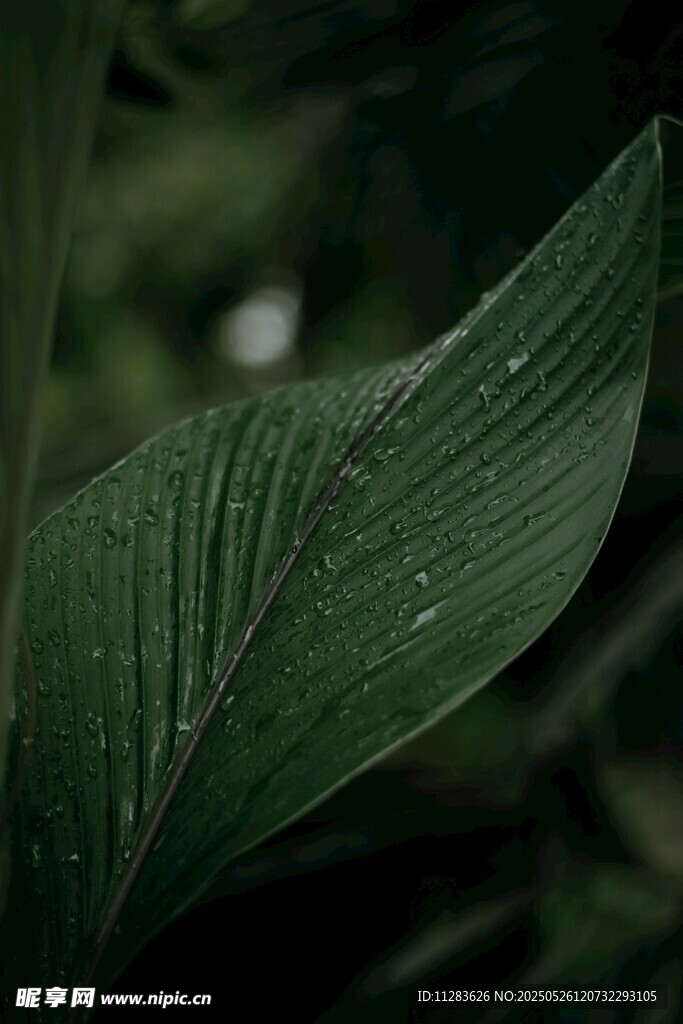 翠绿叶片上的晶莹水珠