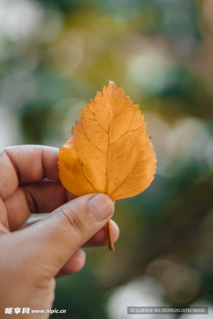 手中秋叶 尽显秋之韵味