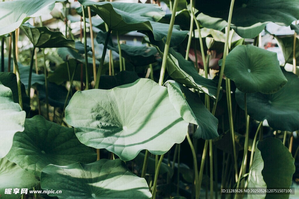 荷塘中的大片翠绿荷叶