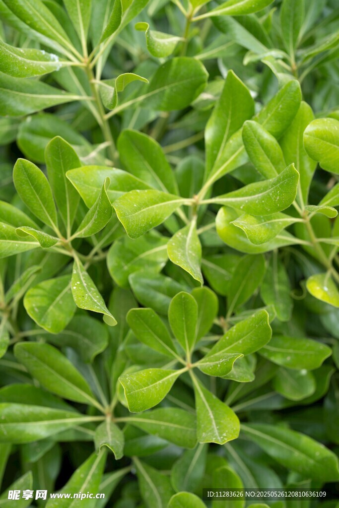 翠绿繁茂的叶片植物