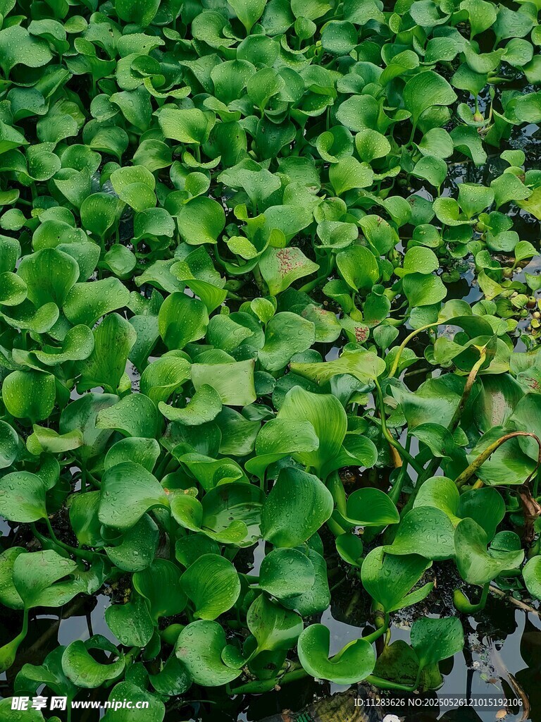 水面上的翠绿浮萍