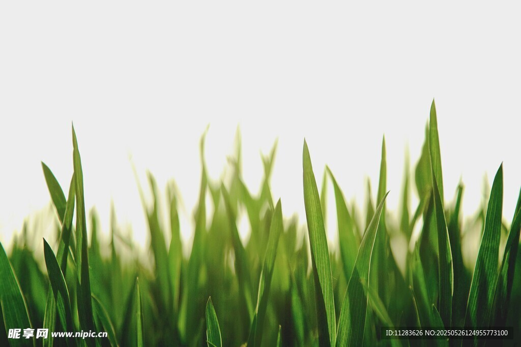 嫩绿青草生机盎然
