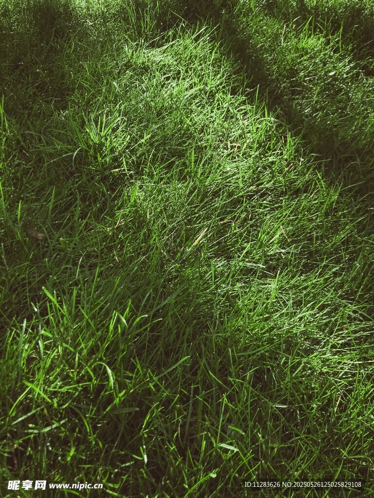 阳光下的翠绿草地