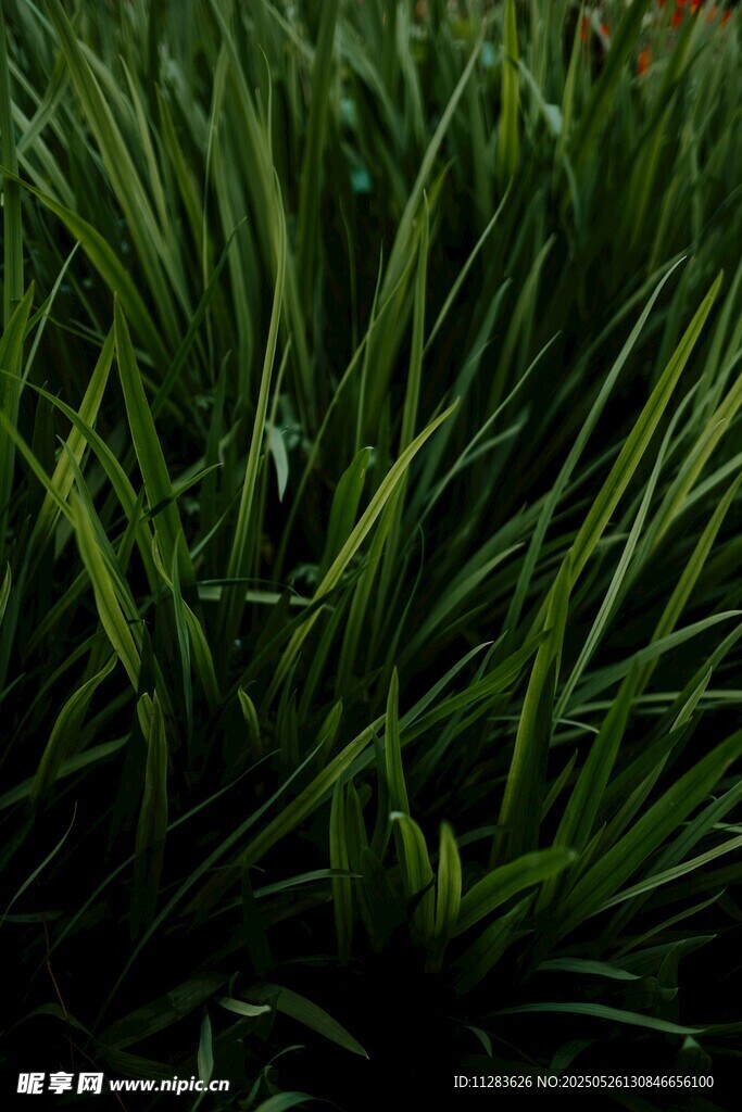 翠绿葱茏的茂密草丛