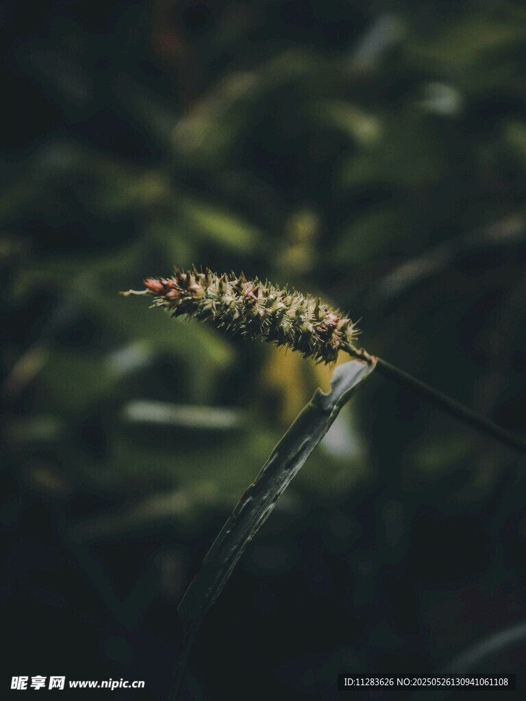 杂草