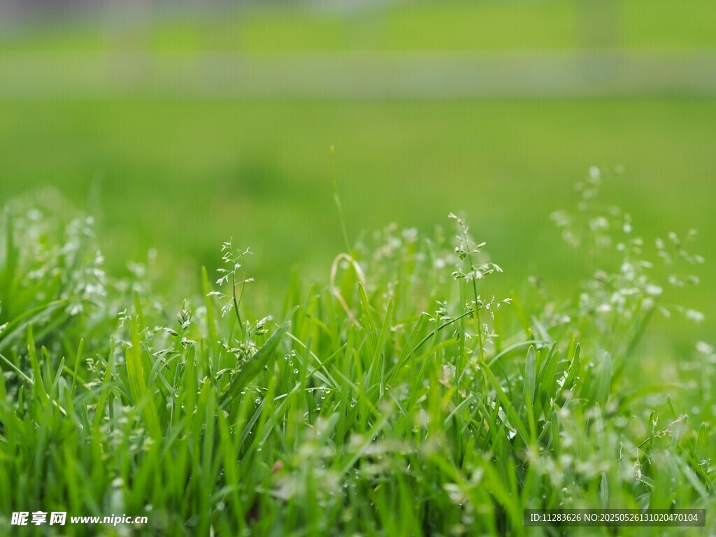 嫩绿草地生机盎然
