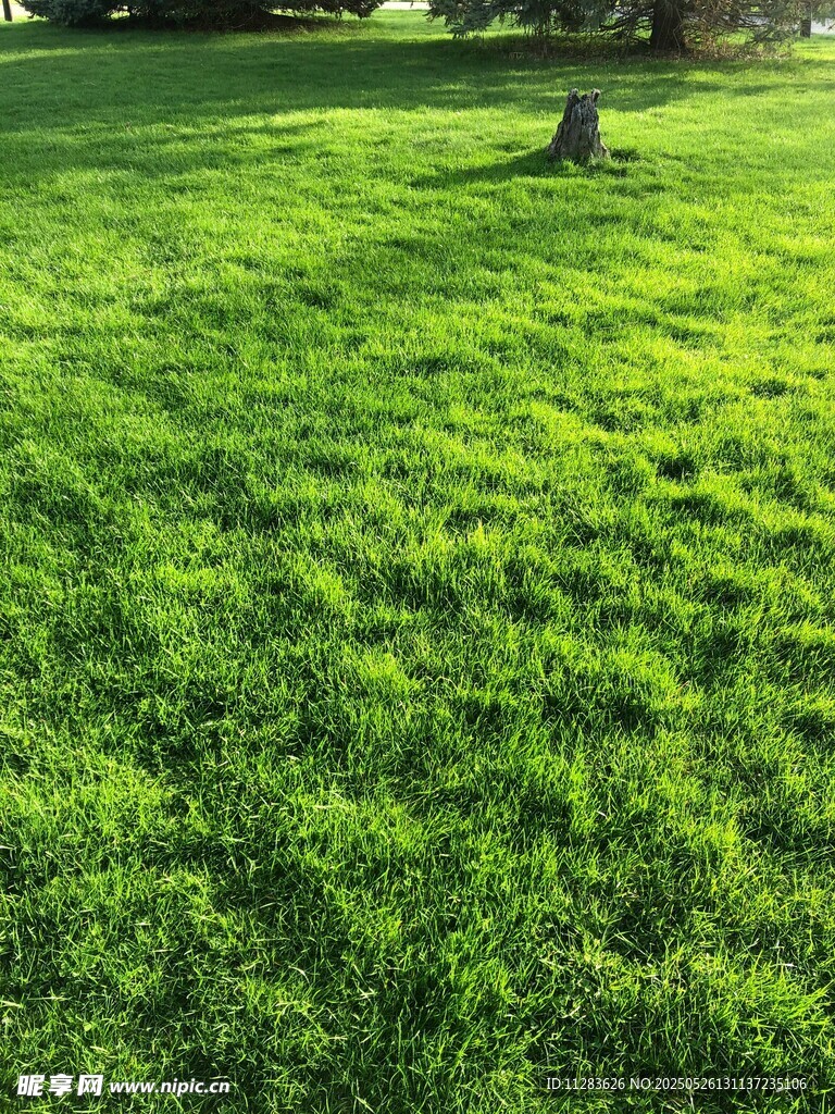 阳光下的翠绿草坪