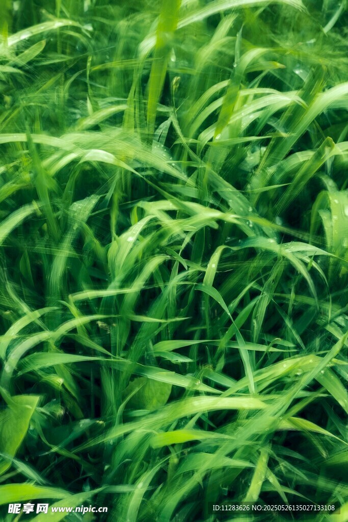 翠绿繁茂的青草植物